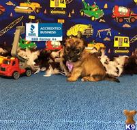 mixed breed puppy posted by Rhonda Wallace